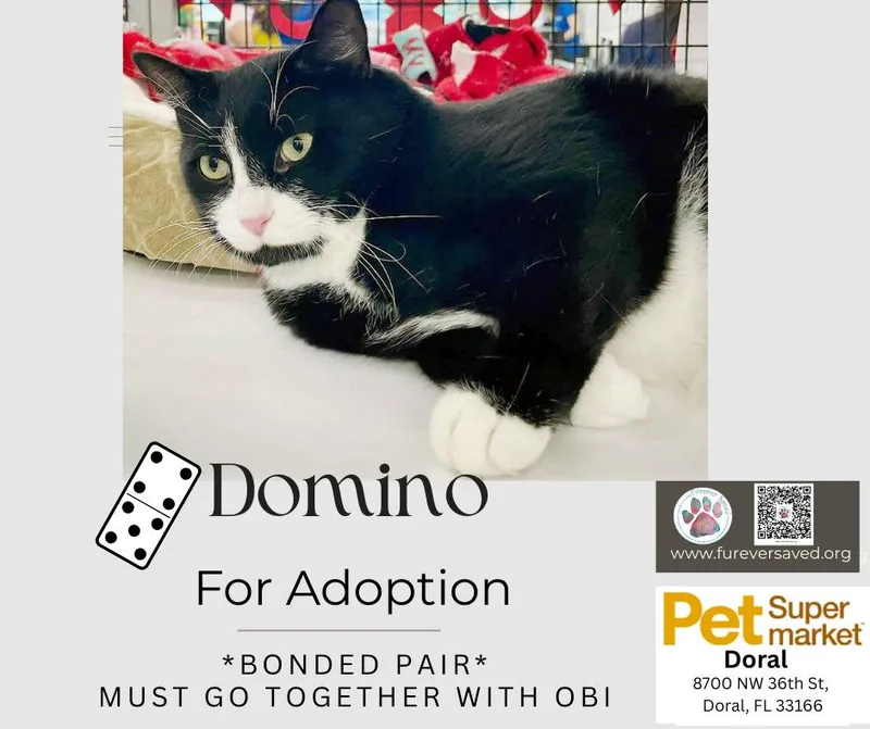 Obi And Domino  thumbnail 2