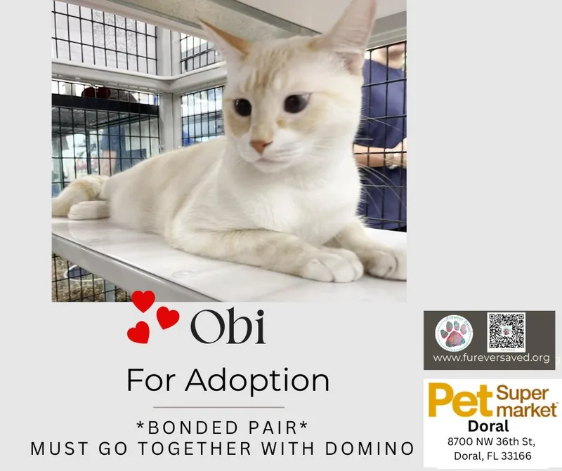 Obi And Domino  thumbnail 3