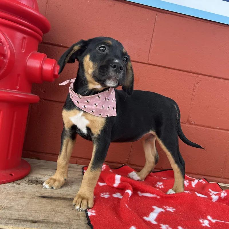 Charlotte thumbnail 2