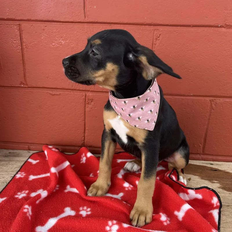 Charlotte thumbnail 3