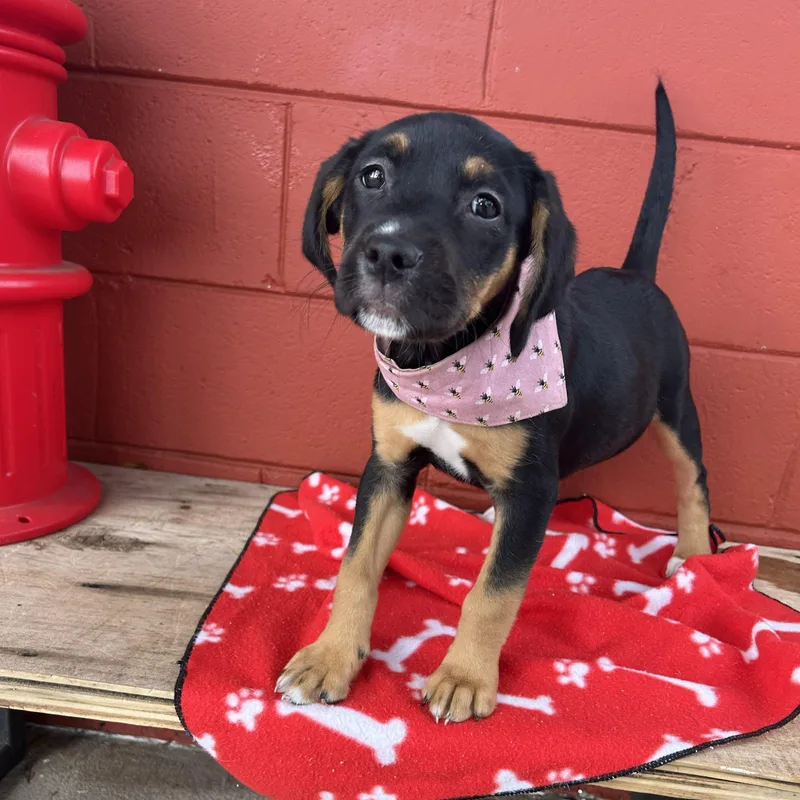 Charlotte thumbnail 4