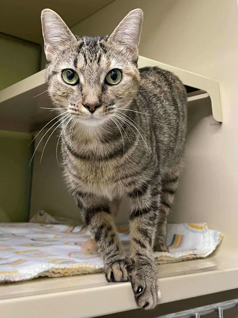 Nixie And Trixie thumbnail 2