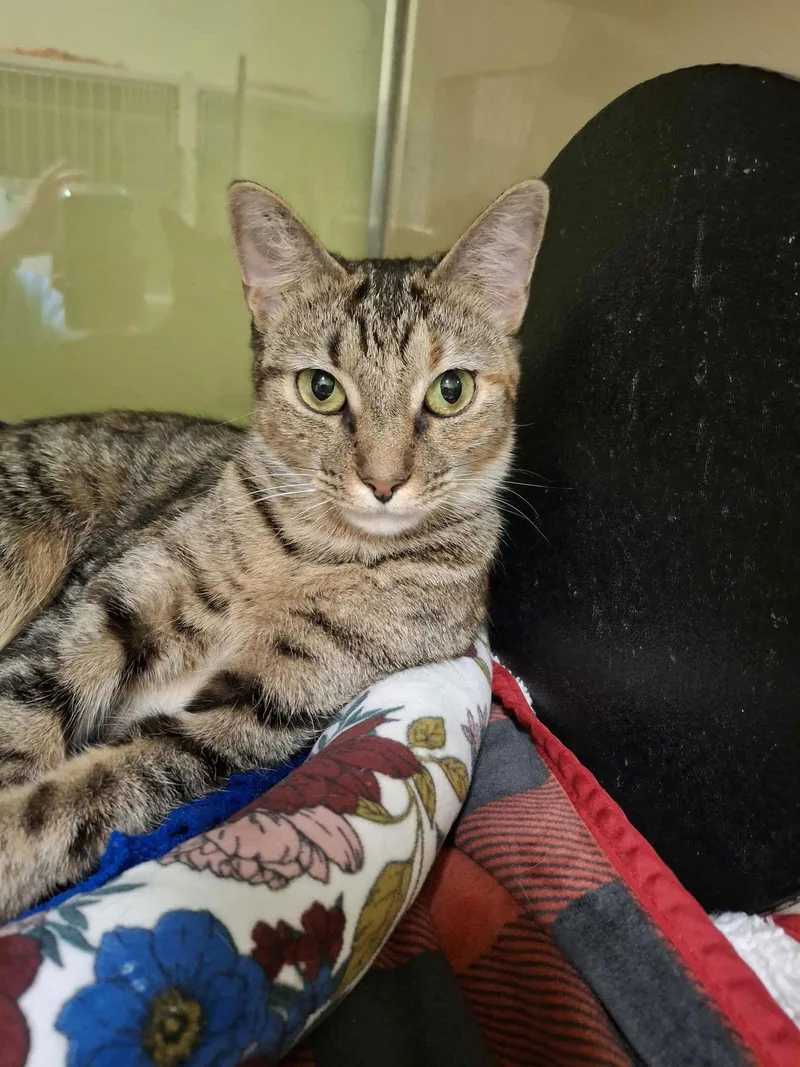 Nixie And Trixie thumbnail 3