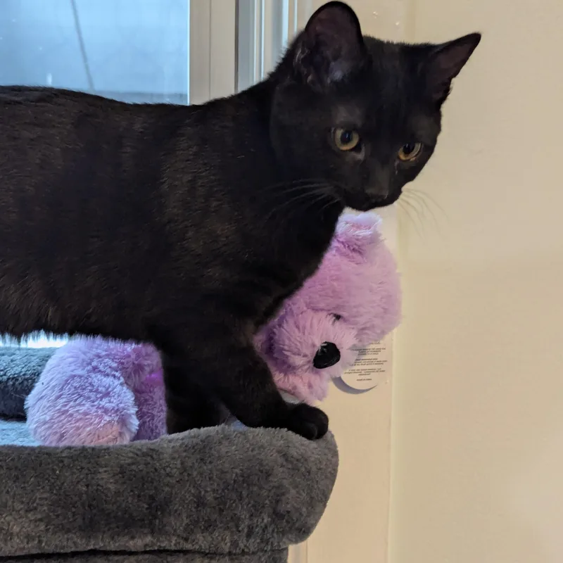 Sir Goop thumbnail 2