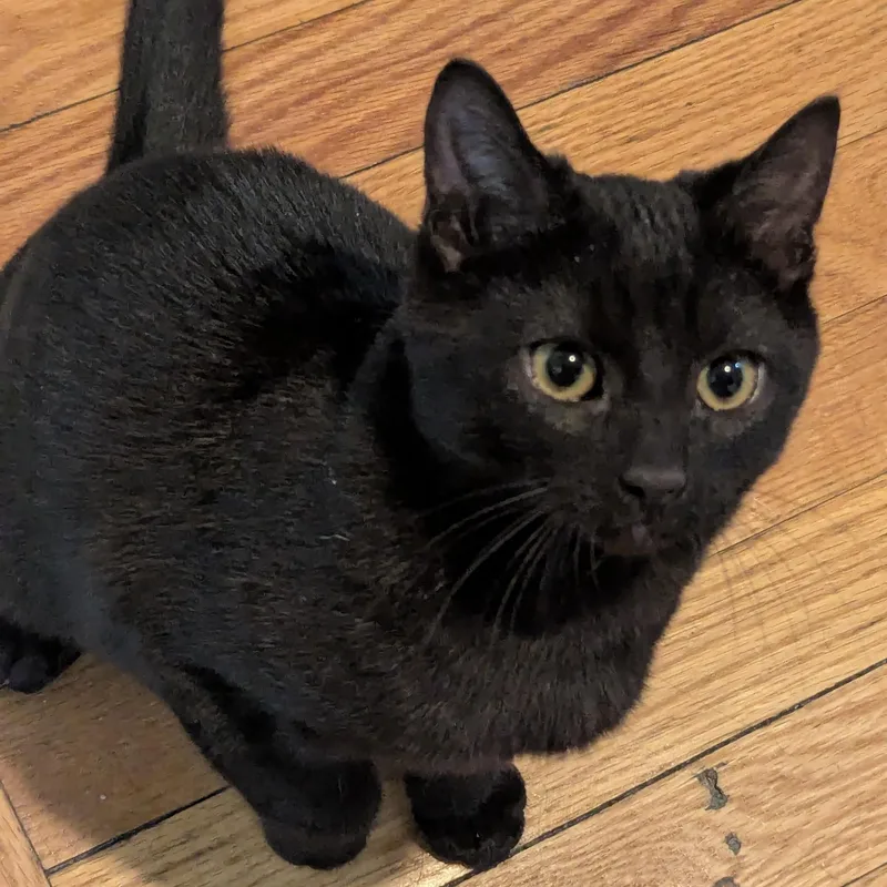 Sir Goop thumbnail 3