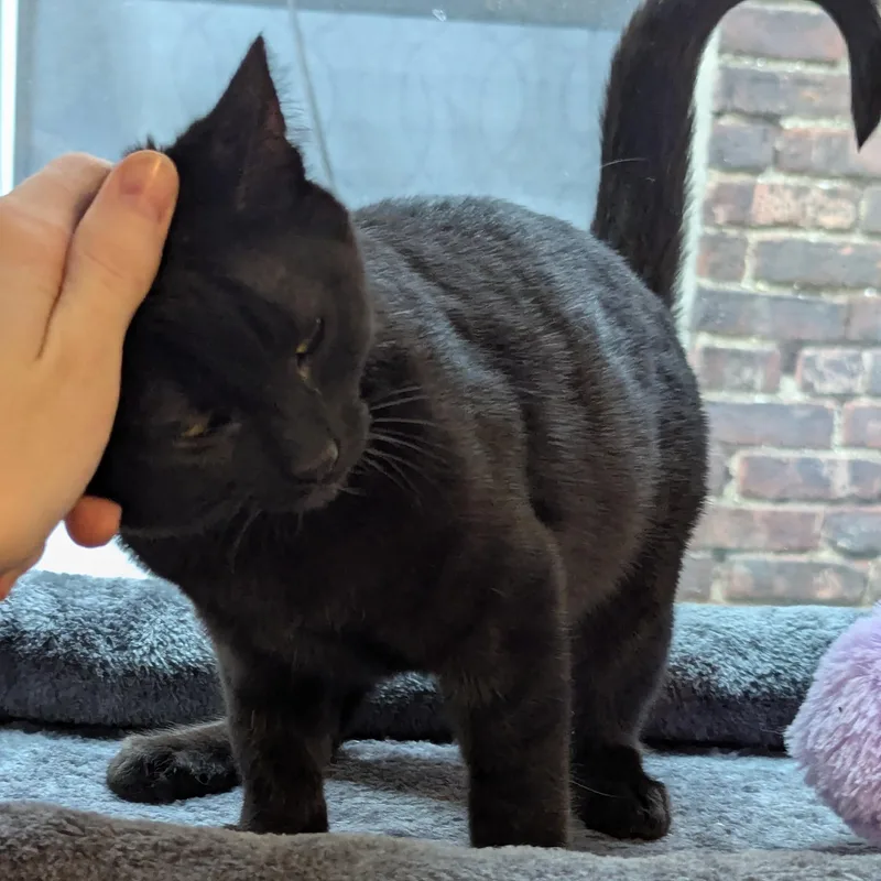 Sir Goop thumbnail 4