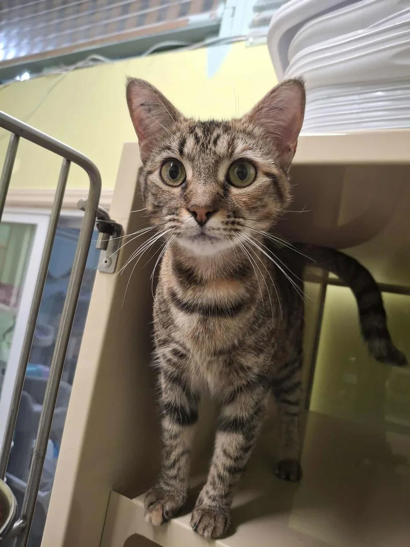 Trixie And Nixie thumbnail 2