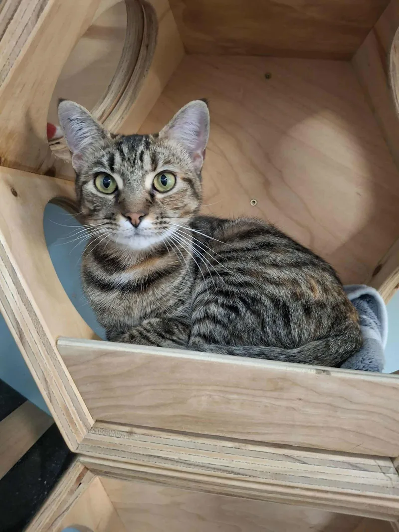 Trixie And Nixie thumbnail 3