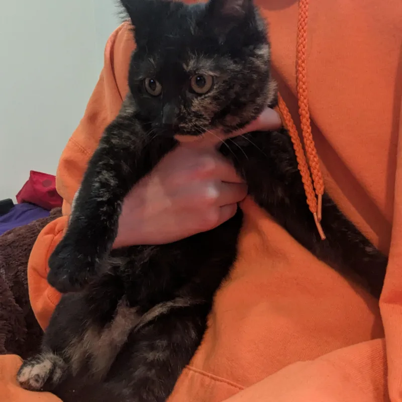 The Freak thumbnail 2