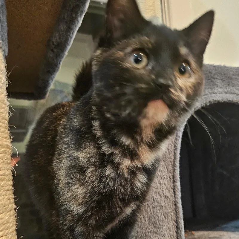 The Freak thumbnail 3