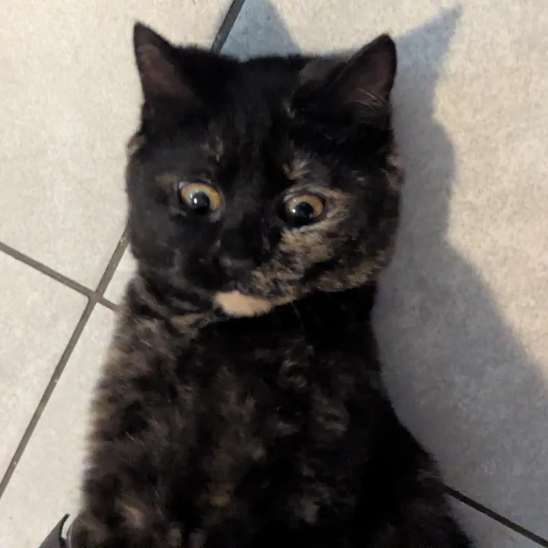 The Freak thumbnail 4