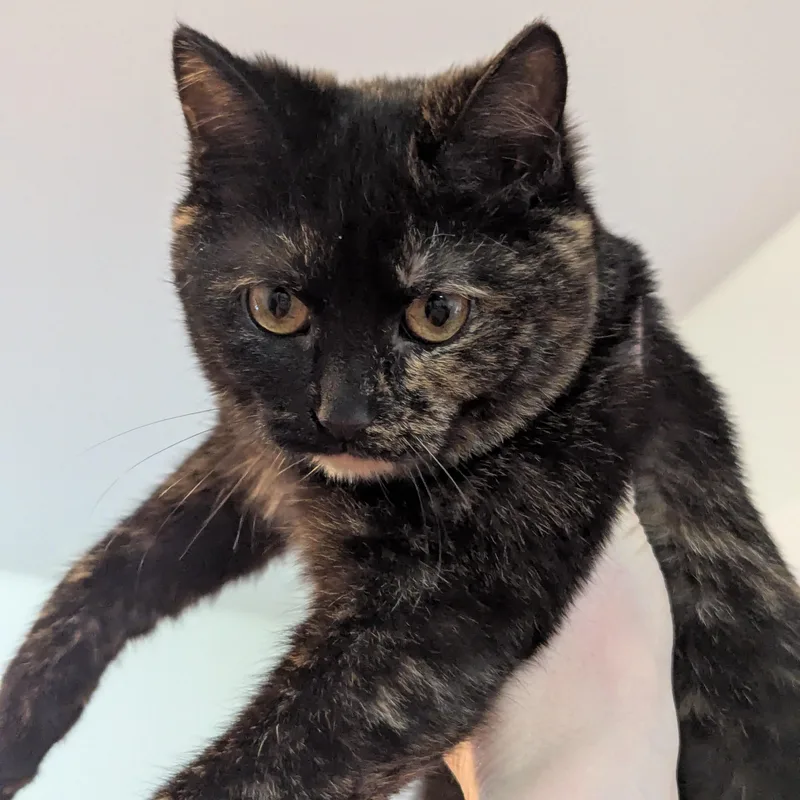 The Freak thumbnail 5