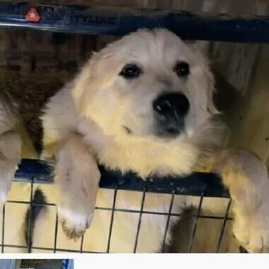 Bella  Gp thumbnail 2