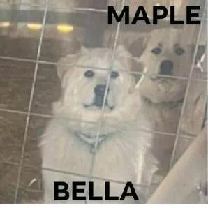 Bella  Gp thumbnail 4