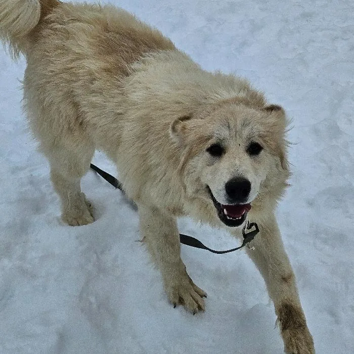 Bella  Gp thumbnail 5