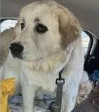 Maple  Gp thumbnail 2