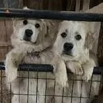 Maple  Gp thumbnail 3