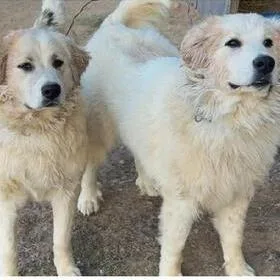 Maple  Gp thumbnail 4