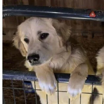 Maple  Gp thumbnail 5