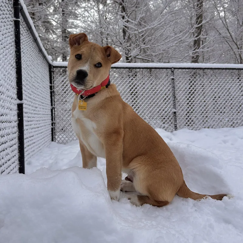 Scotch Spirits  Local