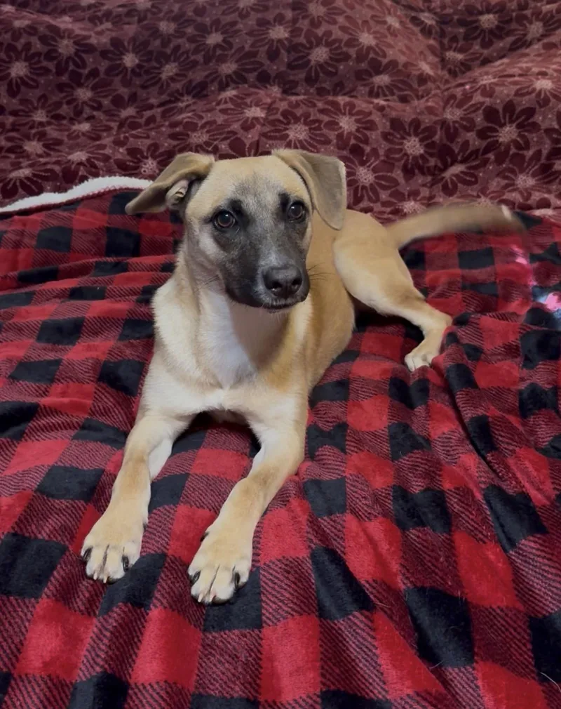 Wonderful Rue thumbnail 3