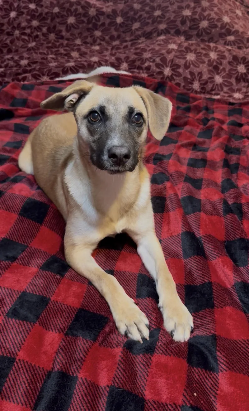 Wonderful Rue thumbnail 4