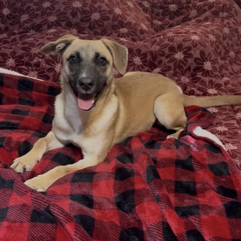 Wonderful Rue thumbnail 5