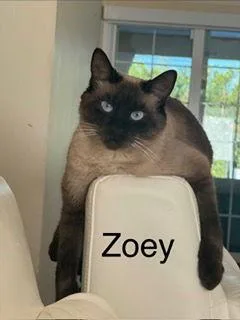 Zoey thumbnail 2