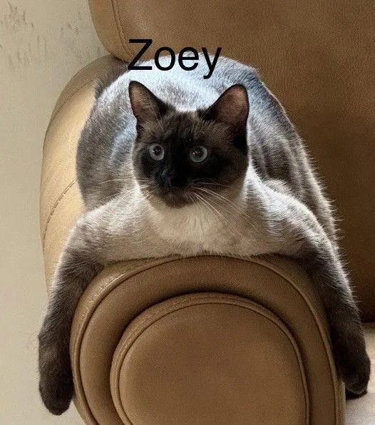 Zoey thumbnail 3