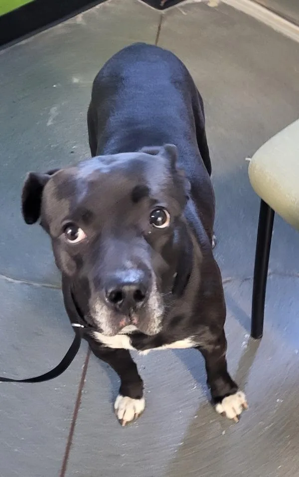 Pen C Logan thumbnail 2