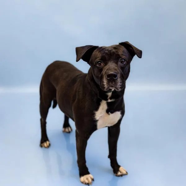 Pen C Logan thumbnail 3