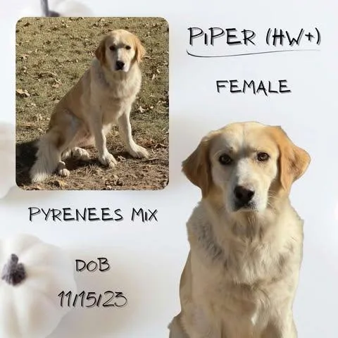 Piper
