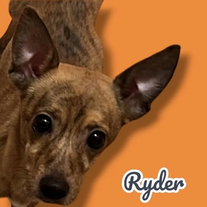 Ryder