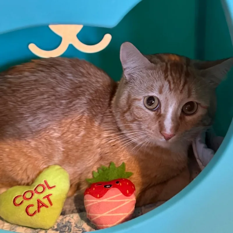 Mandalay thumbnail 5