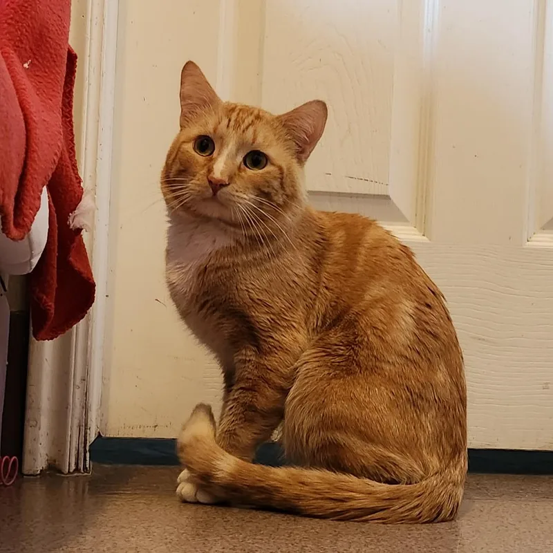 Mandalay thumbnail 6