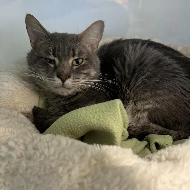 Mr. Moonlight thumbnail 2