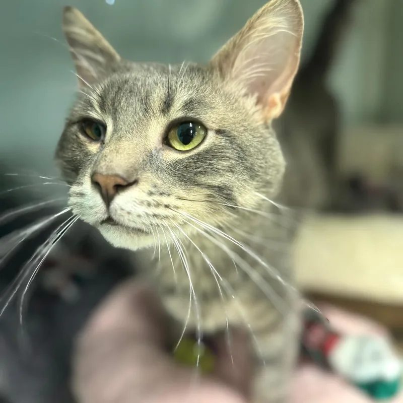 Mr. Moonlight thumbnail 3