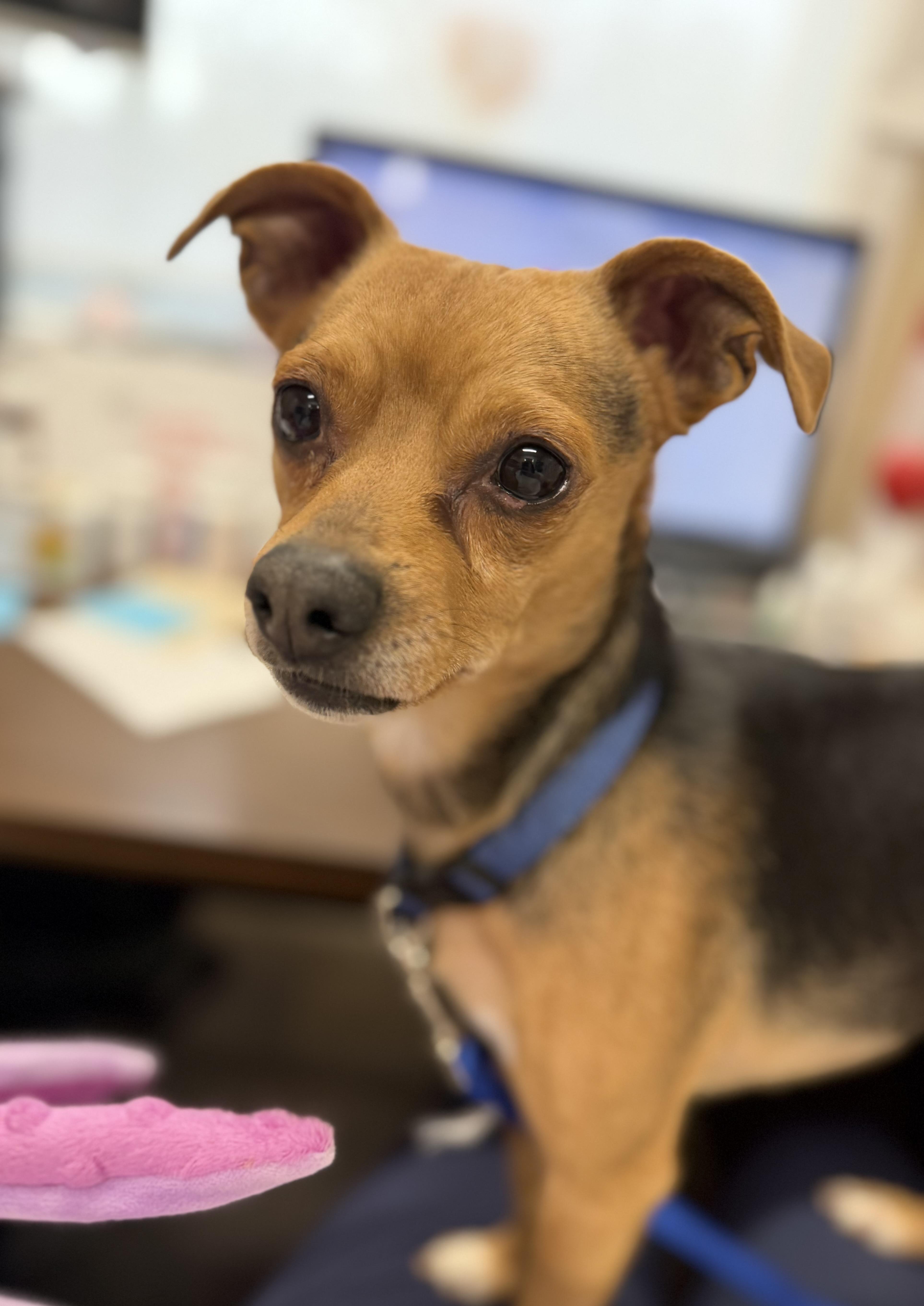 A young small-sized male Bicolor Chihuahua dog named Rockee for adoption in Geneseo, IL