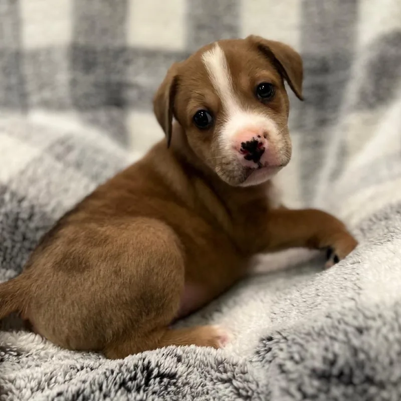 Misty's Pup Bagel thumbnail 2