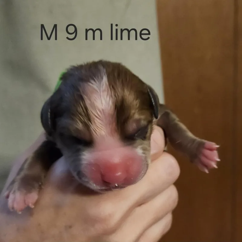 Misty's Pup Bagel thumbnail 3