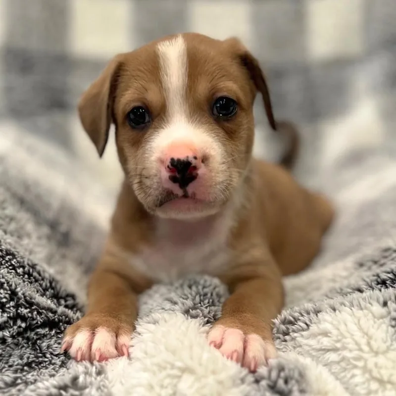 Misty's Pup Bagel thumbnail 4