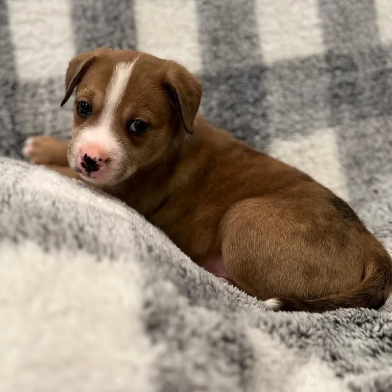 Misty's Pup Bagel thumbnail 5