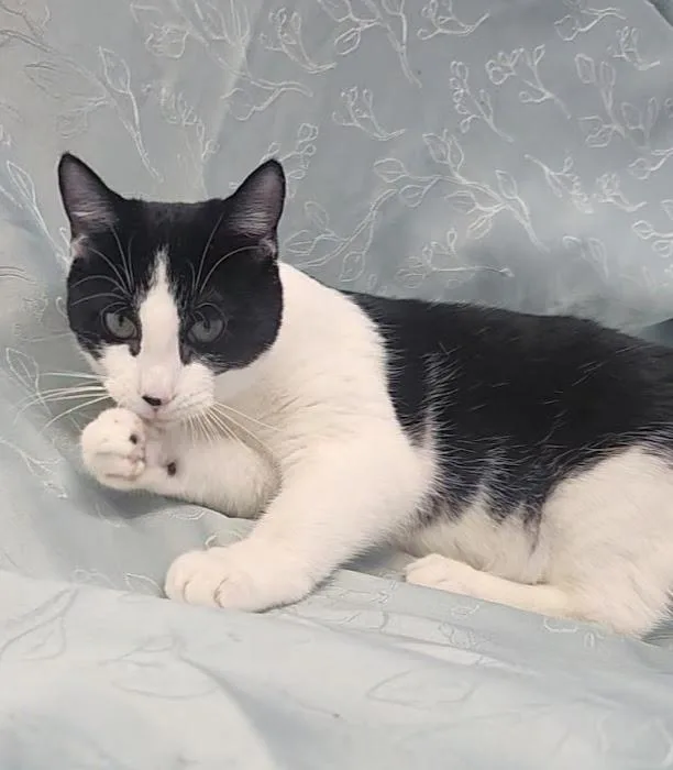 A young medium-sized female Black & White / Tuxedo Domestic Short Hair cat named Bats for adoption in Hoopeston, IL