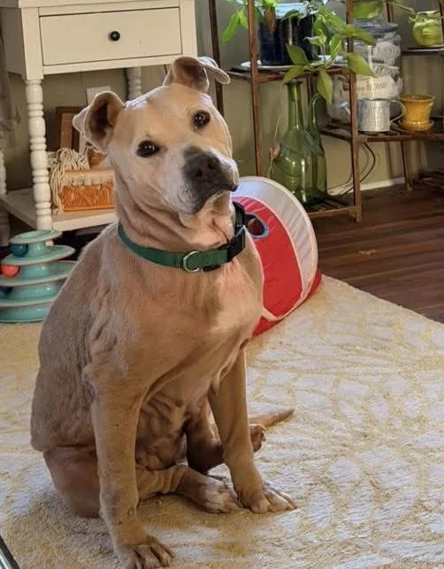 An adult medium-sized female Yellow / Tan / Blond / Fawn Pit Bull Terrier dog named Bella Luna for adoption in Irmo, SC