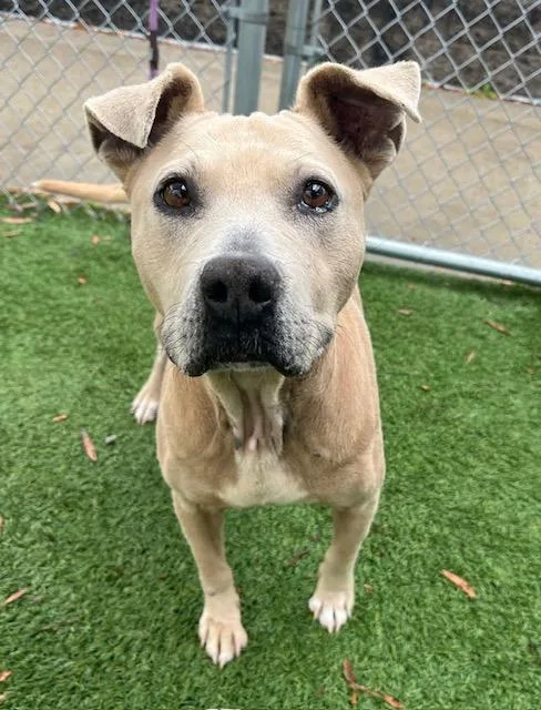 Bella Luna thumbnail 2