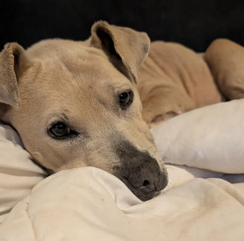 Bella Luna thumbnail 3