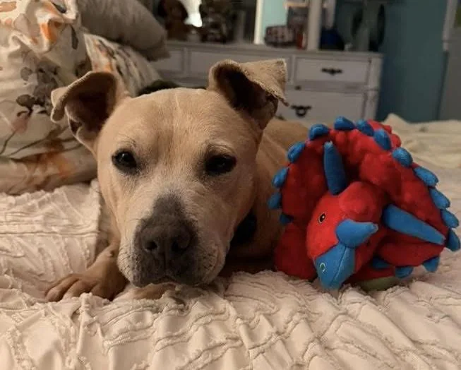 Bella Luna thumbnail 4