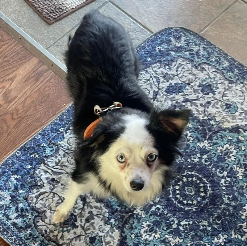 Rosemary thumbnail 2