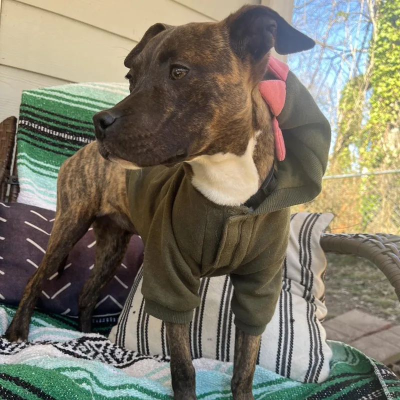 Houlihan thumbnail 2