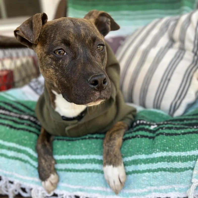 Houlihan thumbnail 3